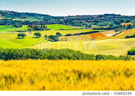 View of the beautiful field of wheat and flowers 43668240