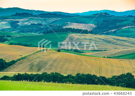Landscape of the beautiful Tuscany hilly field 43668243