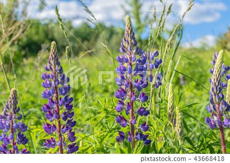 Summer green meadow with lupine flowers Summer green meadow with lupine flowers 43668418