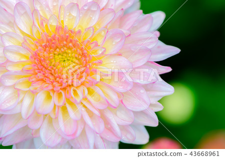 Closed up of light pink Chrysanthemum Flower Closed up of light pink Chrysanthemum Flower 43668961
