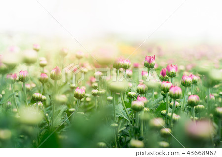 Flower bud of Pink Chrysanthemum Flower in garden 43668962