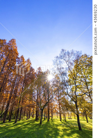 Tokyo Waterworks Park Autumn leaves season Tokyo Waterworks Park Autumn leaves season 43669230