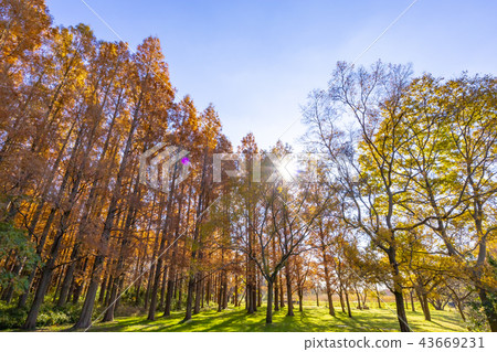 東京自來水公園秋葉季節 43669231