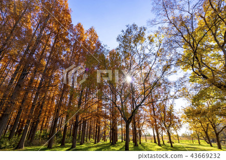 Tokyo Waterworks Park Autumn leaves season Tokyo Waterworks Park Autumn leaves season 43669232