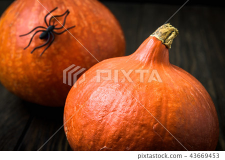 Halloween holiday background with pumpkins Halloween holiday background with pumpkins 43669453