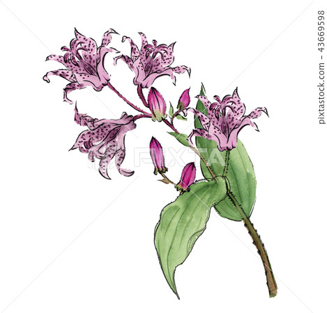 Hototogisu小 43669598