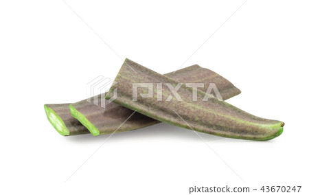 Fersh Broken Bone tree on white backgroun 43670247