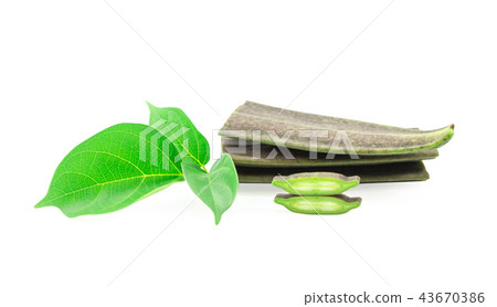 Broken Bone tree,Damocles tree on white background Broken Bone tree,Damocles tree on white background 43670386