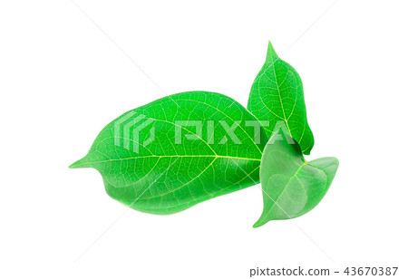 Broken Bone tree leave on white background Broken Bone tree leave on white background 43670387