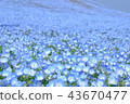 Nemophila blooming on one side 43670477