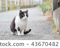 Sitting cat 43670482