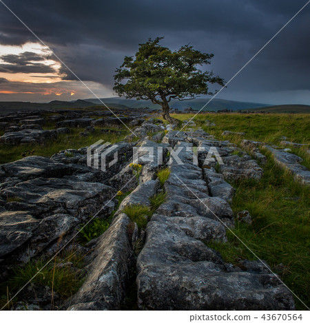 Lone Tree at Sunrise Lone Tree at Sunrise 43670564