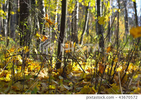 Autumn forest scenery Autumn forest scenery 43670572