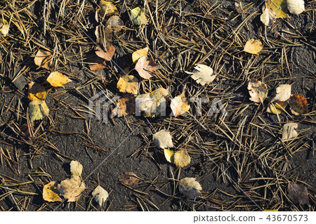 Autumn forest ground Autumn forest ground 43670573