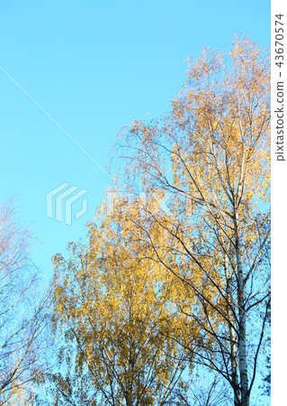 Autumn golden trees Autumn golden trees 43670574