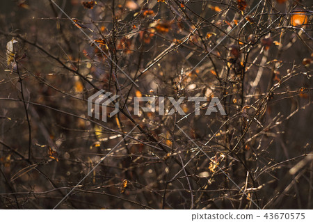 Autumn forest abstract background Autumn forest abstract background 43670575