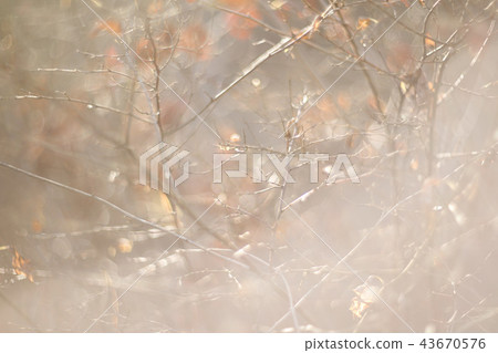 Autumn forest abstract background Autumn forest abstract background 43670576