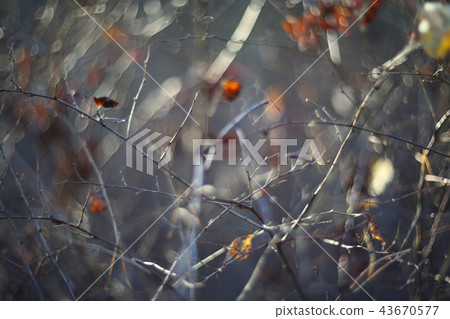 Autumn forest abstract background Autumn forest abstract background 43670577