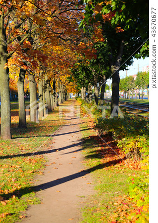 Autumn forest and footpath 43670677