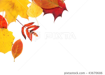 Autumn leaves on white 43670686