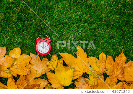 Golden autumn maple leaves and little alarm clock Golden autumn maple leaves and little alarm clock 43671243