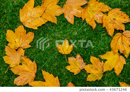 Golden autumn maple leaves on green grass Golden autumn maple leaves on green grass 43671246