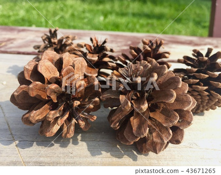 A round pine cone on the bench 43671265