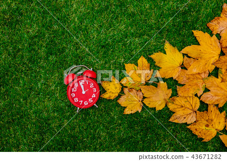Golden autumn maple leaves and little alarm clock  43671282