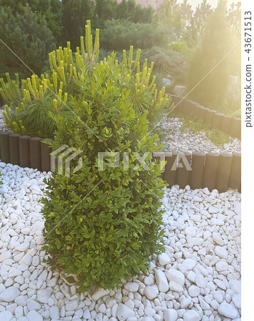 Green Thuja leaves in park with sunlight 43671513