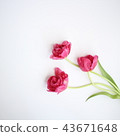 Tulip Square 43671648