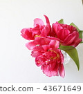 Tulip full bloom square 43671649