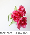 Tulip full bloom flower bottle square 43671650