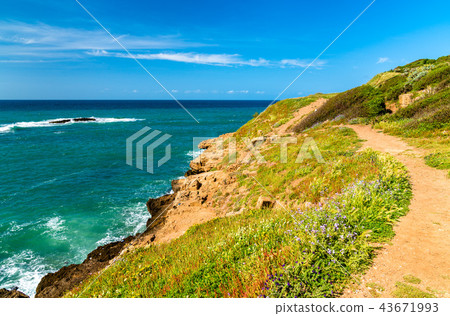 Ruins of Tipasa, a Roman colonia in Algeria, North Africa 43671993