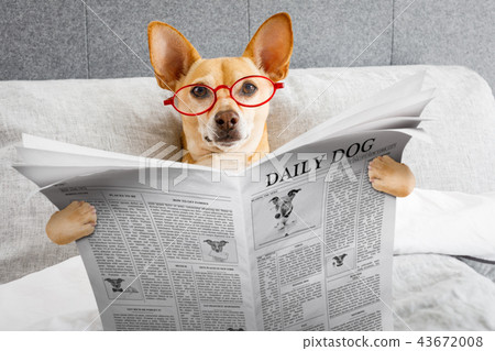 dog in bed reading newspaper dog in bed reading newspaper 43672008