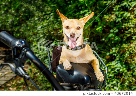 dog on a bike trailer or basket 43672014