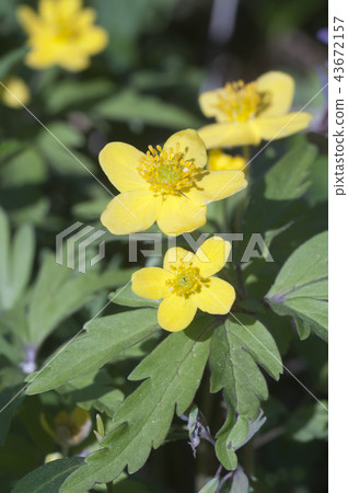 Yellow anemone flowers Yellow anemone flowers 43672157