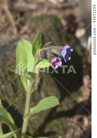 Common lungwort flowers Common lungwort flowers 43672204