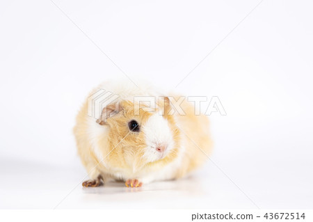 Adorable guinea pig isolated on white background Adorable guinea pig isolated on white background 43672514