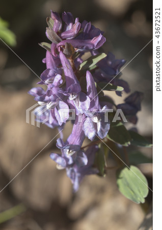 Corydalis solida flowers Corydalis solida flowers 43672521