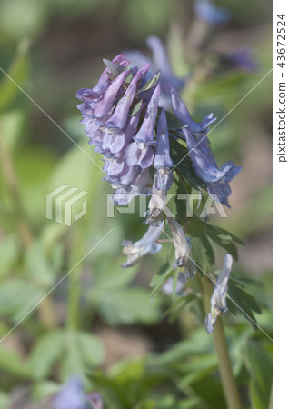 Corydalis solida flowers Corydalis solida flowers 43672524