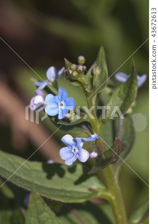 Brunnera sibirica plant 43672613