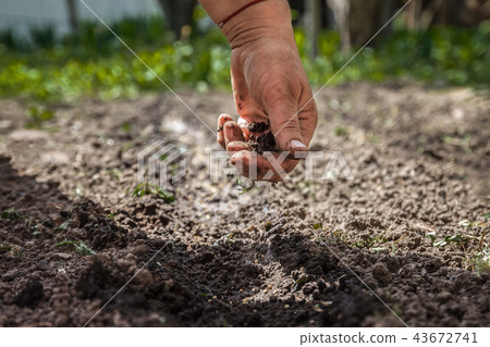 The hand of an elderly woman pours the earth 43672741