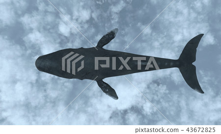 Flying whale 43672825