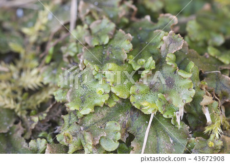Marchantia polymorpha 43672908