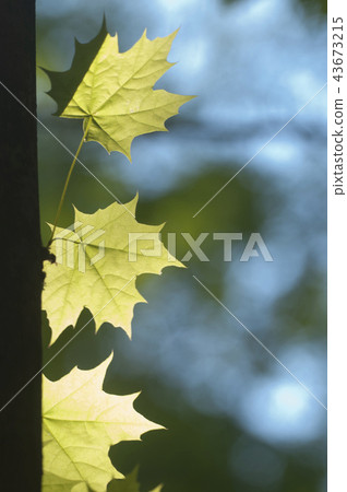 Maple sprout 43673215