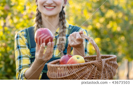 Farmer woman in fruit orchard holding apple in her hands offerin 43673503