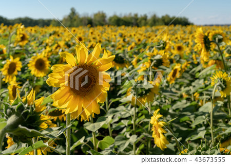 Sunflower close-up Sunflower close-up 43673555