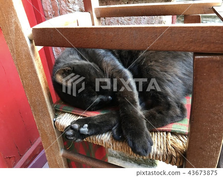 Black Cat Sleeping On A Chair Black Cat Sleeping On A Chair 43673875
