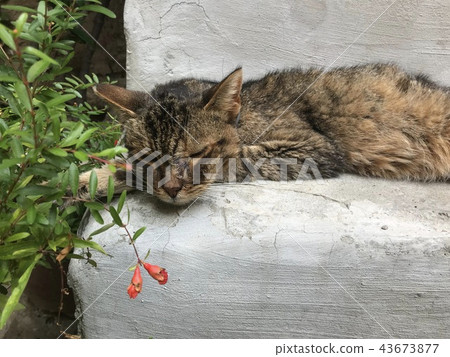 Homeless Cat Homeless Cat 43673877