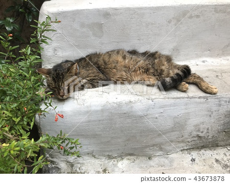 Sick Cat Lying Dawn On Stairs Sick Cat Lying Dawn On Stairs 43673878